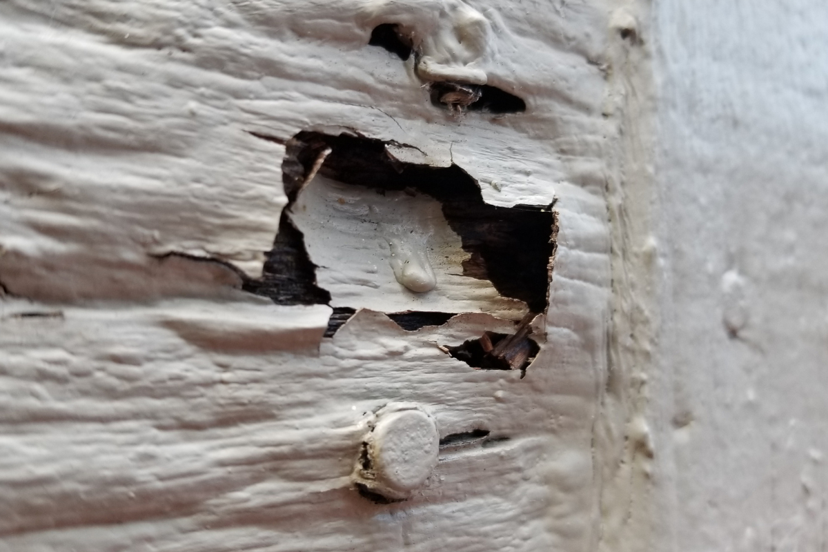 what is dry rot and what are the signs?