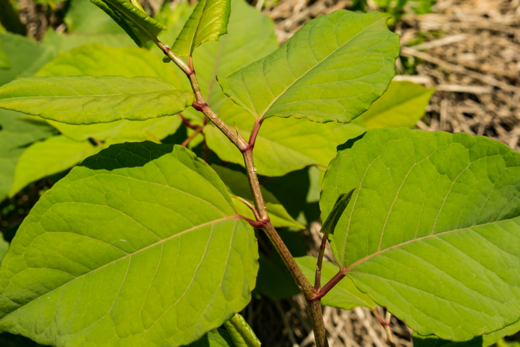 What is Japanese Knotweed and What Can You Do About It?