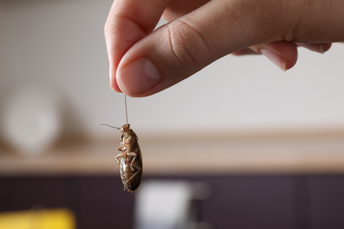 Pest Infestations: How to Spot Them and What to Do
