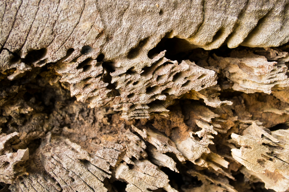 How to Identify and Remedy Timber Decay