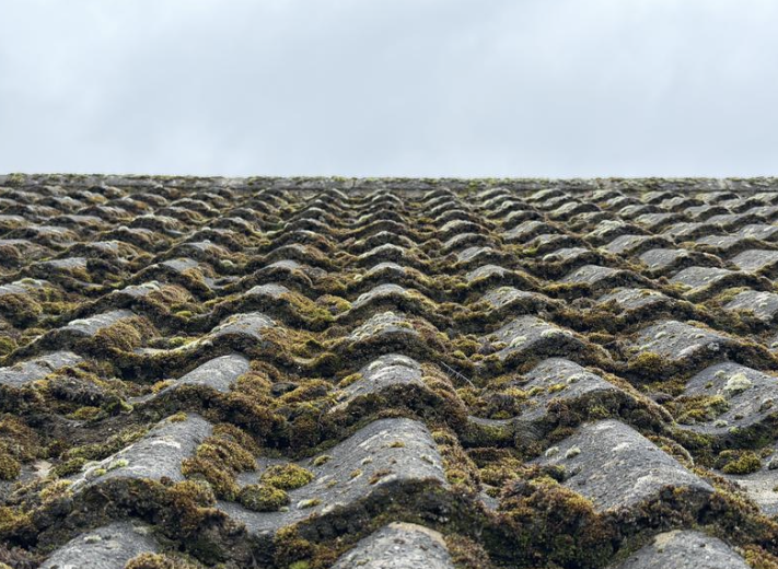 Moss on roof